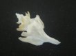 画像2: ヤグルマツノオリイレ(Boreotrophon flos) 美品 (2)