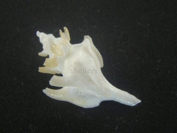 画像2: ヤグルマツノオリイレ(Boreotrophon flos) 美品 (2)