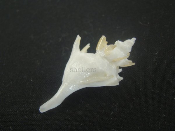 画像3: ヤグルマツノオリイレ(Boreotrophon flos) 美品 (3)
