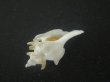 画像4: ヤグルマツノオリイレ(Boreotrophon flos) 美品 (4)