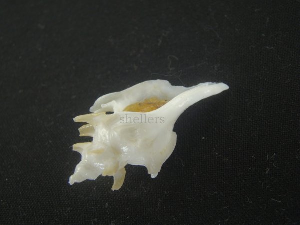 画像4: ヤグルマツノオリイレ(Boreotrophon flos) 美品 (4)