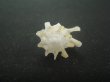 画像5: ヤグルマツノオリイレ(Boreotrophon flos) 美品 (5)