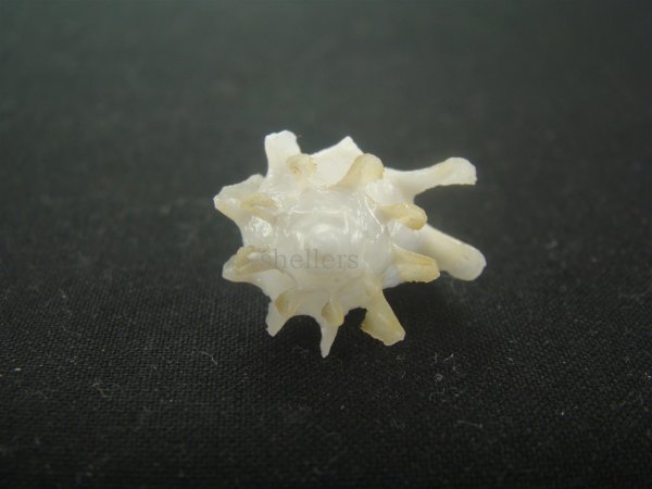 画像5: ヤグルマツノオリイレ(Boreotrophon flos) 美品 (5)