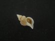 画像1: アオモリヤエバツノオリイレ(Boreotrophon pacificus aomoriensis) (1)