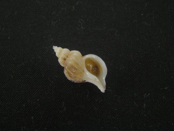 画像1: アオモリヤエバツノオリイレ(Boreotrophon pacificus aomoriensis) (1)