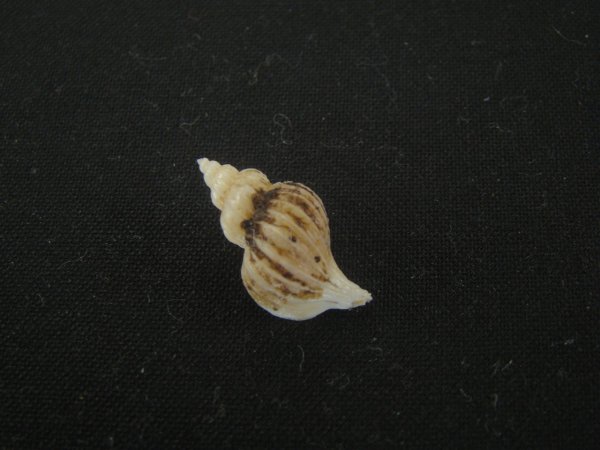 画像2: アオモリヤエバツノオリイレ(Boreotrophon pacificus aomoriensis) (2)