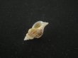 画像3: アオモリヤエバツノオリイレ(Boreotrophon pacificus aomoriensis) (3)