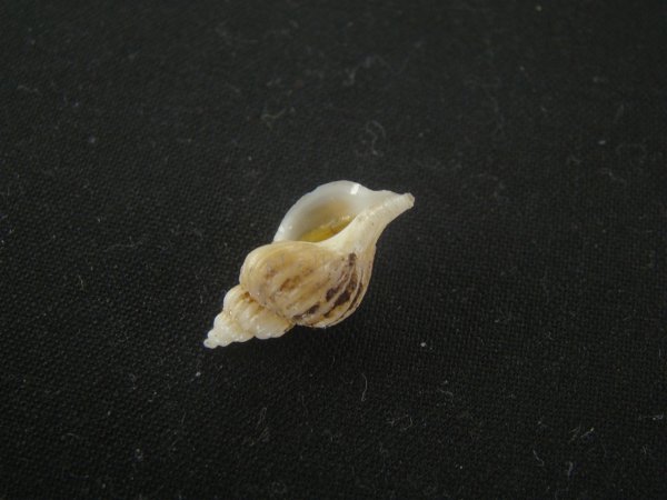画像3: アオモリヤエバツノオリイレ(Boreotrophon pacificus aomoriensis) (3)