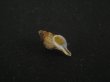 画像1: アオモリヤエバツノオリイレ(Boreotrophon pacificus aomoriensis) (1)