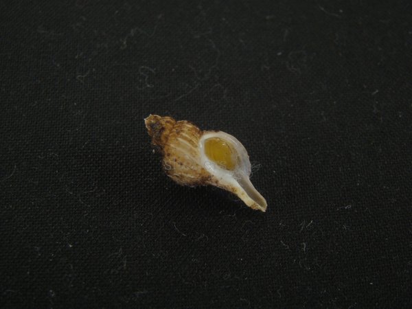 画像1: アオモリヤエバツノオリイレ(Boreotrophon pacificus aomoriensis) (1)
