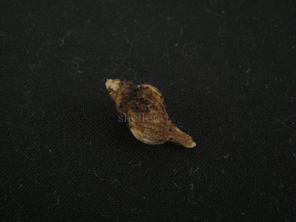 画像2: アオモリヤエバツノオリイレ(Boreotrophon pacificus aomoriensis) (2)
