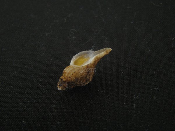 画像3: アオモリヤエバツノオリイレ(Boreotrophon pacificus aomoriensis) (3)