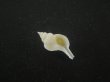 画像1: アオモリヤエバツノオリイレ(Boreotrophon pacificus aomoriensis) 美品 (1)