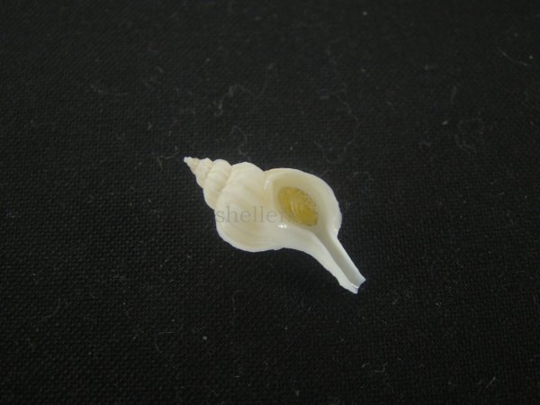 画像1: アオモリヤエバツノオリイレ(Boreotrophon pacificus aomoriensis) 美品 (1)