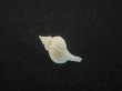 画像2: アオモリヤエバツノオリイレ(Boreotrophon pacificus aomoriensis) 美品 (2)