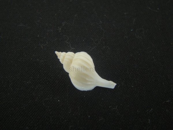 画像2: アオモリヤエバツノオリイレ(Boreotrophon pacificus aomoriensis) 美品 (2)