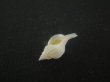 画像3: アオモリヤエバツノオリイレ(Boreotrophon pacificus aomoriensis) 美品 (3)