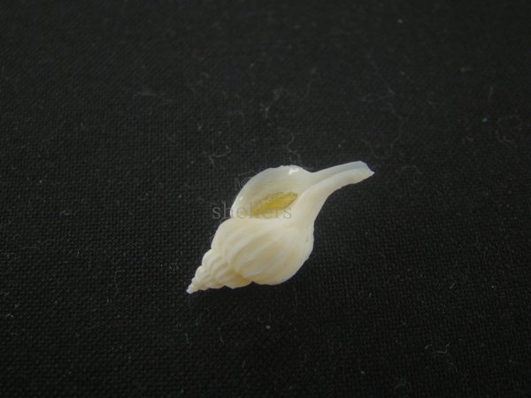 画像3: アオモリヤエバツノオリイレ(Boreotrophon pacificus aomoriensis) 美品 (3)