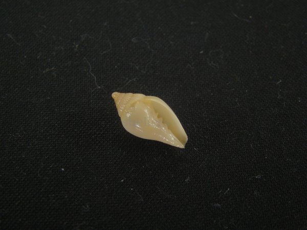 画像1: ヴォバンフデヒタチオビ(Volutomitra vaubani) (1)