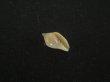 画像1: スハダフデヒタチオビ(Volutomitra glabella) (1)