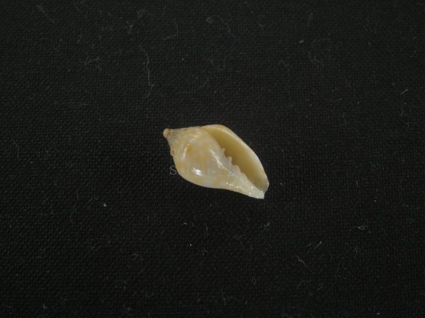 画像1: スハダフデヒタチオビ(Volutomitra glabella) (1)