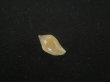 画像2: スハダフデヒタチオビ(Volutomitra glabella) (2)