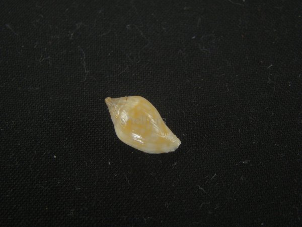 画像2: スハダフデヒタチオビ(Volutomitra glabella) (2)