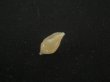 画像3: スハダフデヒタチオビ(Volutomitra glabella) (3)