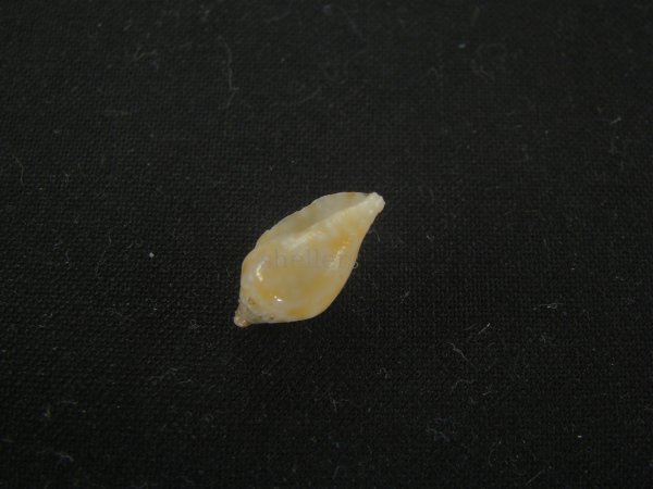 画像3: スハダフデヒタチオビ(Volutomitra glabella) (3)