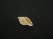 画像1: スハダフデヒタチオビ(Volutomitra glabella) (1)