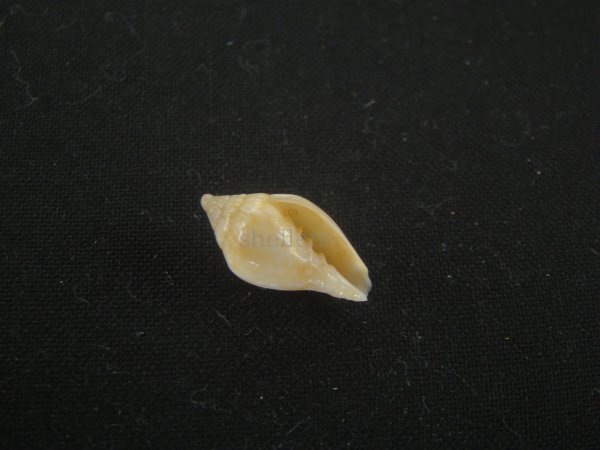 画像1: スハダフデヒタチオビ(Volutomitra glabella) (1)