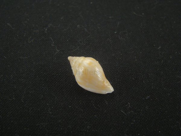 画像2: スハダフデヒタチオビ(Volutomitra glabella) (2)