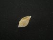 画像3: スハダフデヒタチオビ(Volutomitra glabella) (3)