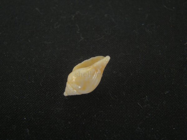 画像3: スハダフデヒタチオビ(Volutomitra glabella) (3)