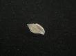 画像1: ジグザグフデヒタチオビ(Volutomitra ziczac) (1)