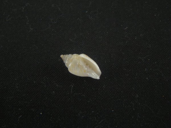 画像1: ジグザグフデヒタチオビ(Volutomitra ziczac) (1)