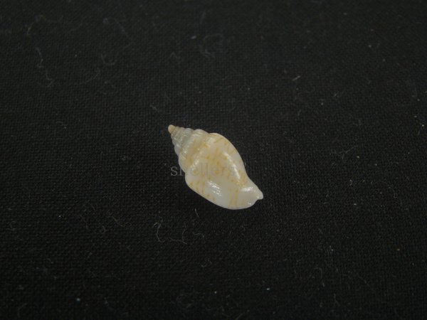 画像2: ジグザグフデヒタチオビ(Volutomitra ziczac) (2)