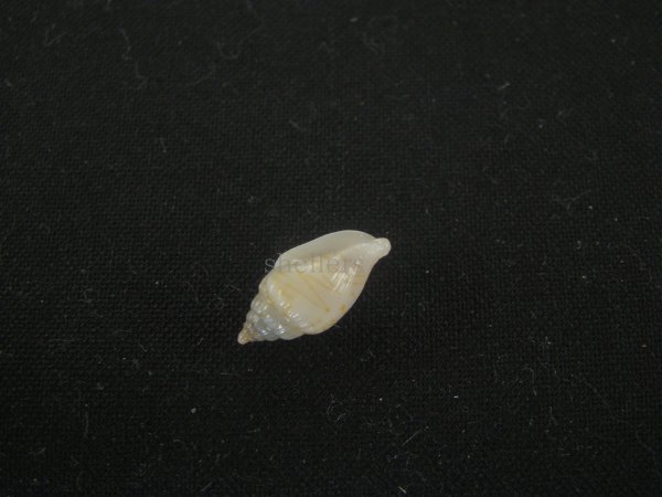 画像3: ジグザグフデヒタチオビ(Volutomitra ziczac) (3)