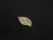 画像1: ジグザグフデヒタチオビ(Volutomitra ziczac) 濃色 (1)