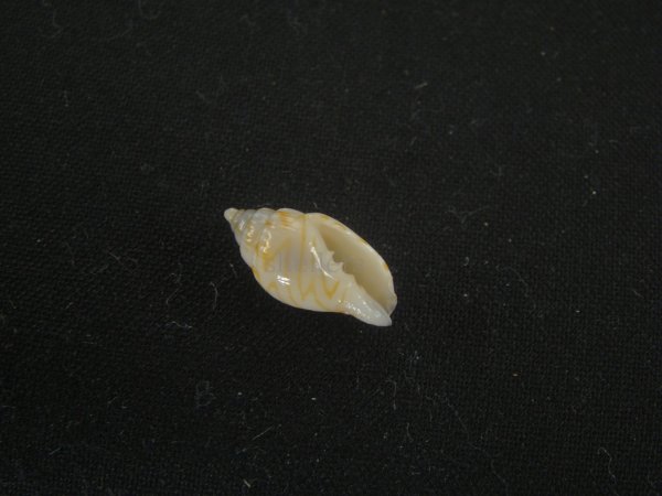 画像1: ジグザグフデヒタチオビ(Volutomitra ziczac) 濃色 (1)