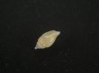 画像3: ジグザグフデヒタチオビ(Volutomitra ziczac) 濃色 (3)