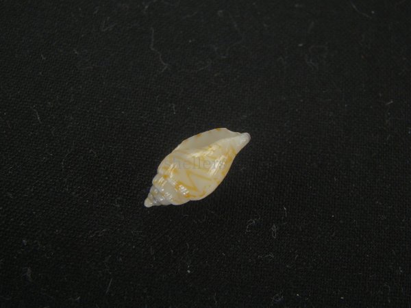 画像3: ジグザグフデヒタチオビ(Volutomitra ziczac) 濃色 (3)