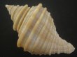 画像2: サクラバイ(Neptunea sakurai) 化石種　捕食痕有だけど特美品 (2)