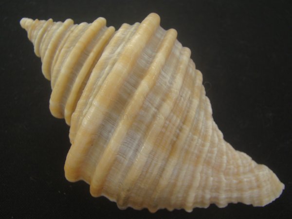 画像2: サクラバイ(Neptunea sakurai) 化石種　捕食痕有だけど特美品 (2)