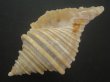 画像3: サクラバイ(Neptunea sakurai) 化石種　捕食痕有だけど特美品 (3)