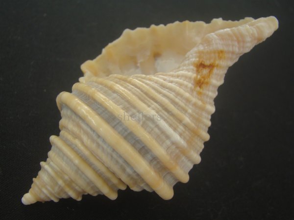 画像3: サクラバイ(Neptunea sakurai) 化石種　捕食痕有だけど特美品 (3)
