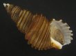 画像1: ワダチバイ(Ancistrolepis grammatus) 大　特美品 (1)