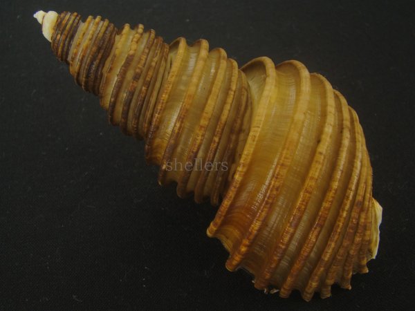 画像2: ワダチバイ(Ancistrolepis grammatus) 大　特美品 (2)