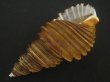 画像3: ワダチバイ(Ancistrolepis grammatus) 大　特美品 (3)