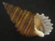 画像1: ワダチバイ(Ancistrolepis grammatus) 大　特美品 (1)